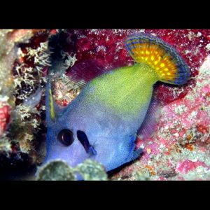 Pervagor janthinosoma (Blackbar filefish)
