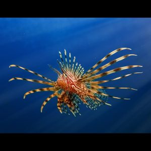 Pterois volitans (Siipisimppu)