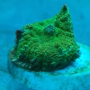 Rhodactis inchoata (Tequila Sunrise)