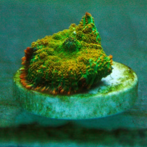 Rhodactis inchoata (Tequila Sunrise)