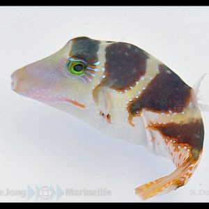 Canthigaster coronata (Kruunupallokala)