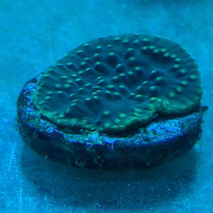 Turbinaria reniformis