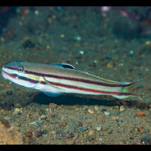Valenciennea helsdingenii (Parijuovatokko)