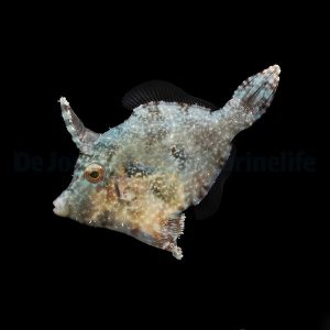 Acreichthys tomentosus (Leväviilakala)