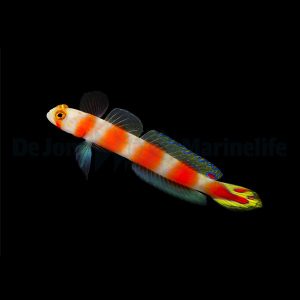 Amblyeleotris aurora (Pinkbar goby)