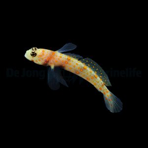 Amblyeleotris guttata (Rubiiniraputokko)
