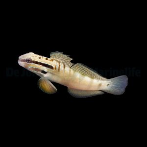 Amblygobius bynoensis (Bynoe goby)