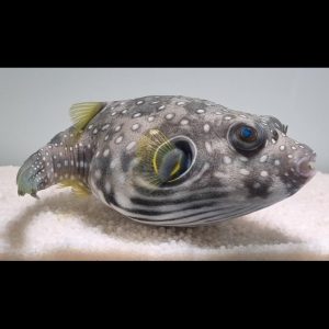 Arothron hispidus (Harmaapallokala)