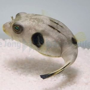 Arothron manilensis (Viirupallokala)