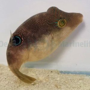 Canthigaster compressa (Sormenjälkipallokala)