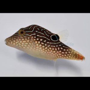 Canthigaster margaritata (Aaltopallokala)