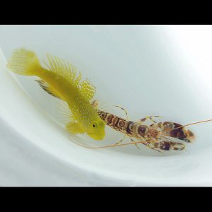Cryptocentrus cinctus (Keltaraputokko) ja pistoolirapu