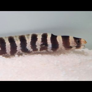 Echidna polyzona (Barred moray)