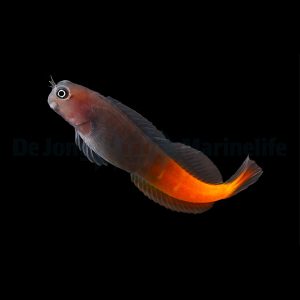 Ecsenius bicolor (Kultapyrstöluikero)