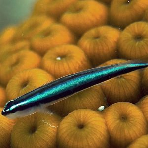 Elacatinus oceanops (Sinineontokko)