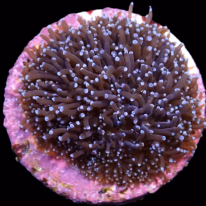 Galaxea spp.