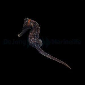 Hippocampus reidi (Kuonomerihevonen) T.B.