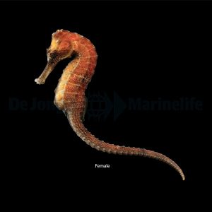 Hippocampus reidi (Kuonomerihevonen) Orangish T.B.