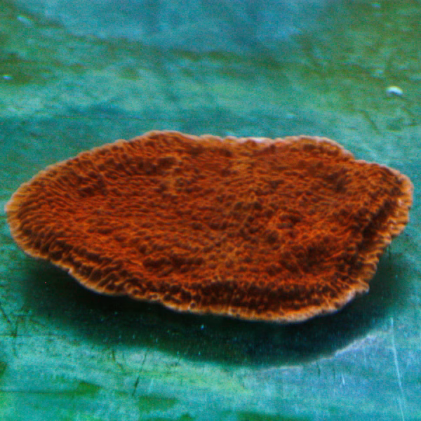 Montipora spp. laminar