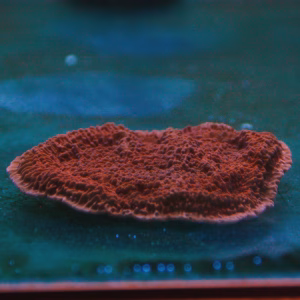 Montipora spp. laminar