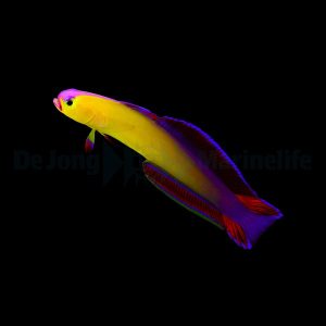 Nemateleotris exquisita (Exquisita firefish)