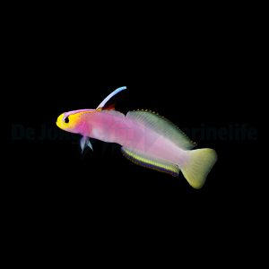 Nemateleotris helfrichi (Purppuranuolikko)