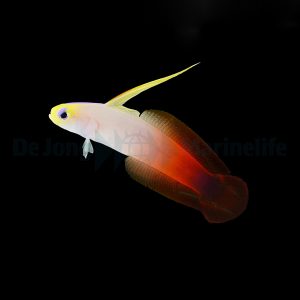 Nemateleotris magnifica (Tulinuolikko)