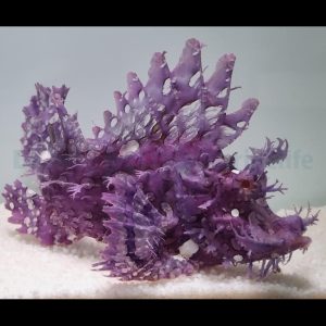 Rhinopias frondosa (Weedy scorpionfish)