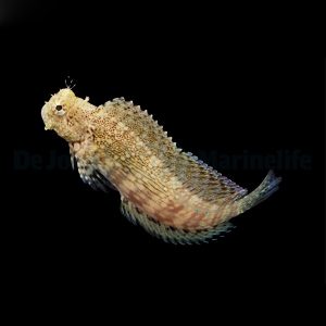 Salarias fasciatus (Viherluikero)