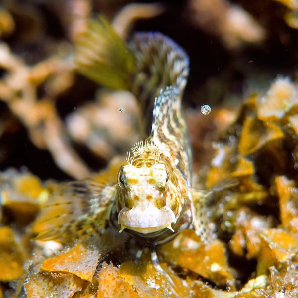 Salarias guttatus (One spot blenny)