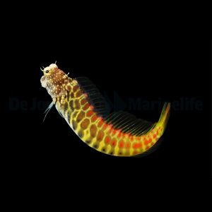 Salarias segmentatus ( Segmented blenny)