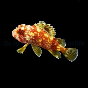Sebastapistes cyanostigma (Yellowspotted scorpionfish)