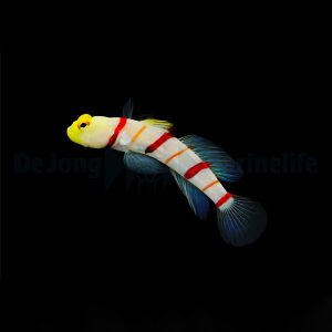 Stonogobiops dracula (Dracula shrimp-goby)