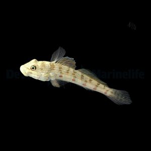Valenciennea longipinnis (Pitkäevätokko)