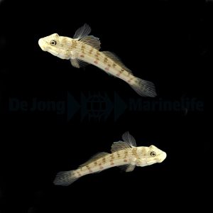 Valenciennea longipinnis (Pitkäevätokko) pari