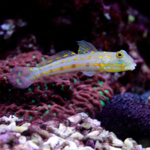 Valenciennea puellaris (Neitotokko)