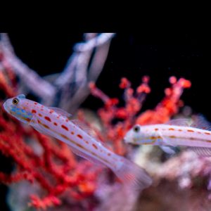 Valenciennea puellaris (Neitotokko) pari