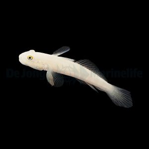 Valenciennea sexguttata (Täpläposkitokko)