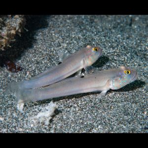 Valenciennea sexguttata (Täpläposkitokko) pari