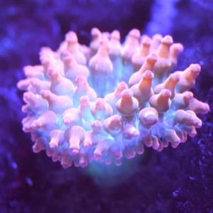 Entacmaea quadricolor (kuplavuokko)