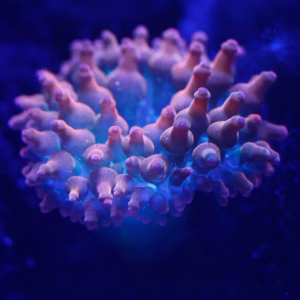 Entacmaea quadricolor (kuplavuokko)