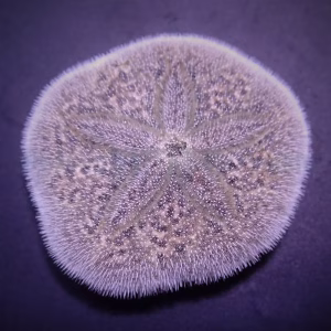 Brissus spp. (Sand dollar flat)