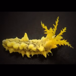 Colochirus robustus (Yellow sea cucumber)