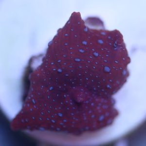 Discosoma spp.