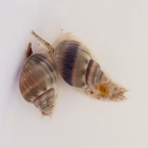 Nassarius grephiterus (Mudsnail)
