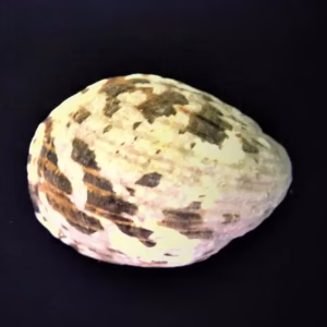 Nerita albicilla (Blotched nerite)