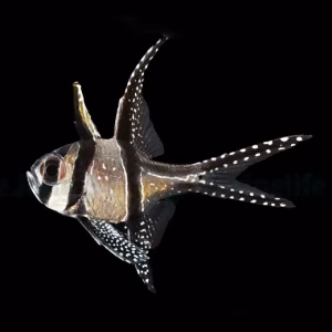 Pterapogon kauderni (Helmikardinaaliahven)