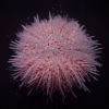 Salmacis spp. (Salmacis urchin)