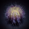 Salmacis spp. (Salmacis urchin)