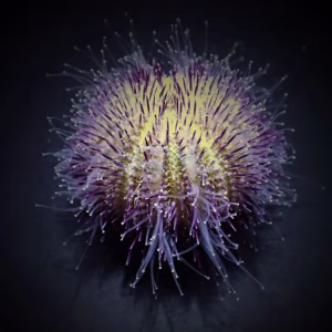 Salmacis spp. (Salmacis urchin)